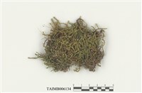 藏品(薄齒苔)的圖片